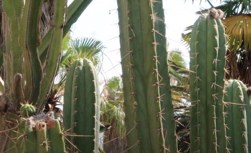protect the San Pedro Cactus.